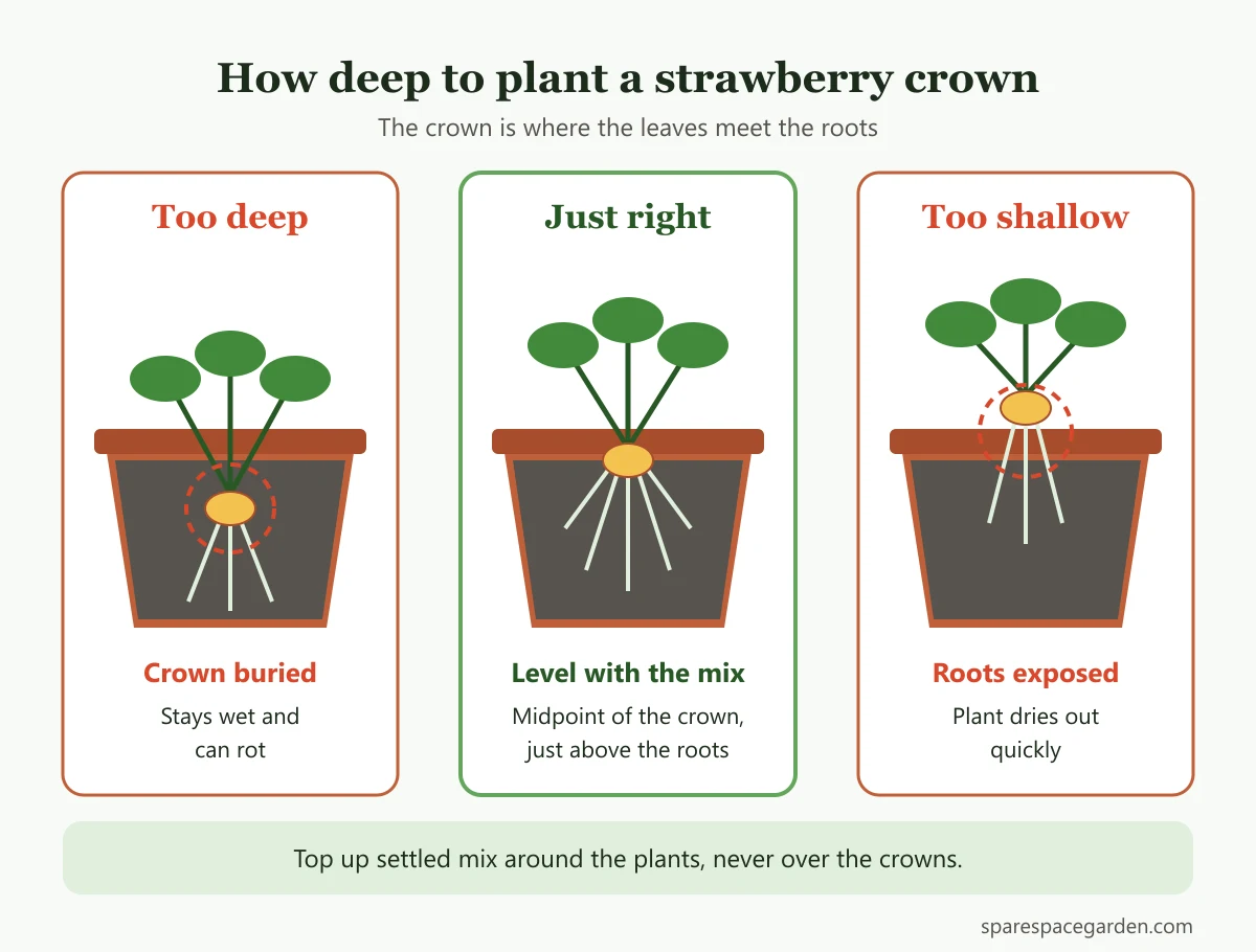 Diagram of strawberry crown planting depth in a pot: too deep causes crown rot, crown level with the soil is correct, too shallow lets roots dry out