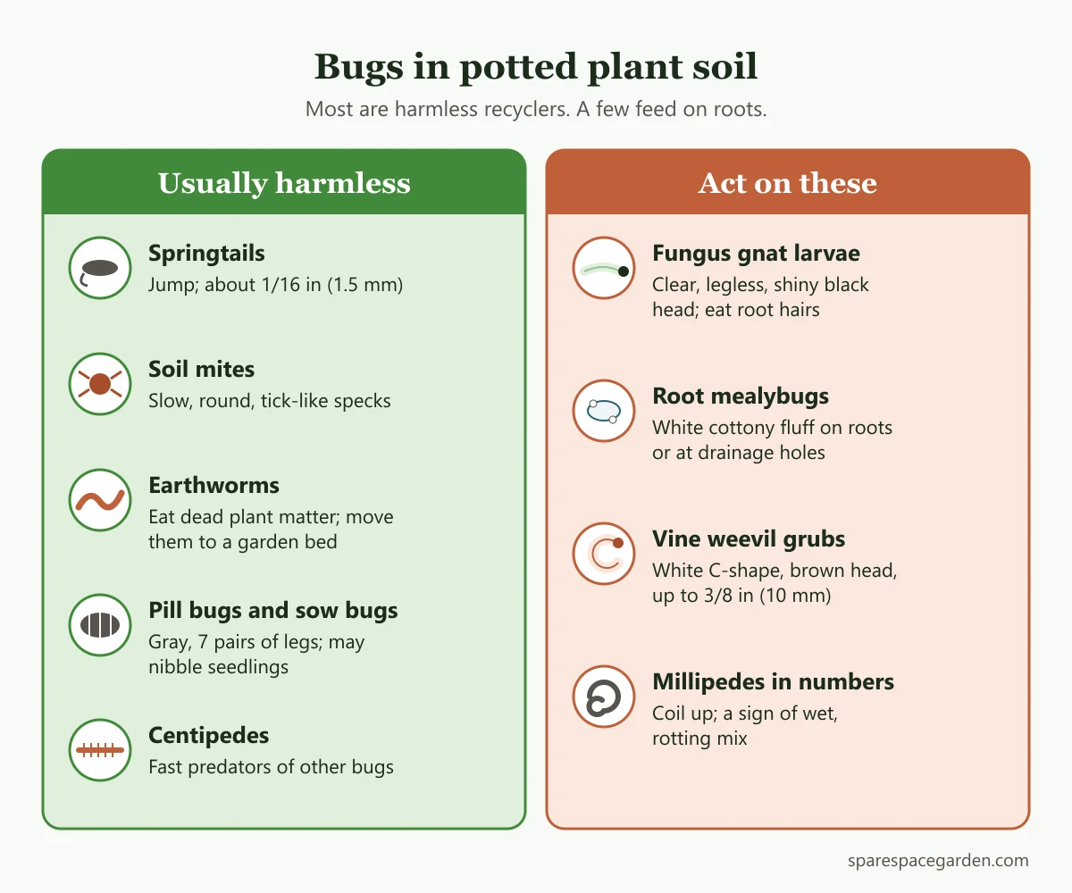 Identification chart of bugs in potted plant soil, sorting harmless springtails, soil mites, pill bugs, centipedes and earthworms from harmful gnat larvae, root mealybugs and vine weevil grubs