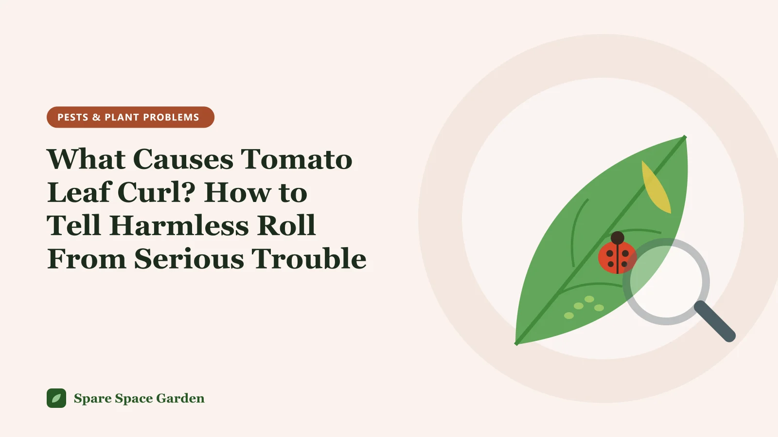 Illustration of the cause of tomato leaf curl, comparing a potted tomato with upward-rolled green leaves and one with twisted, distorted new growth