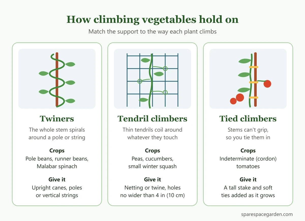 Diagram showing how climbing vegetable plants hold on: twiners, tendril climbers and tied climbers