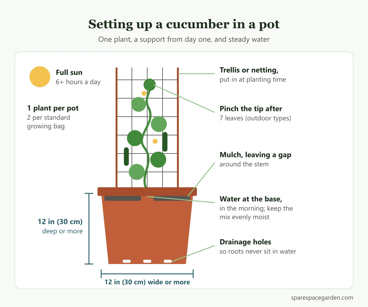 Labelled diagram of a cucumber pot setup with trellis, mulch, drainage holes and watering at the base