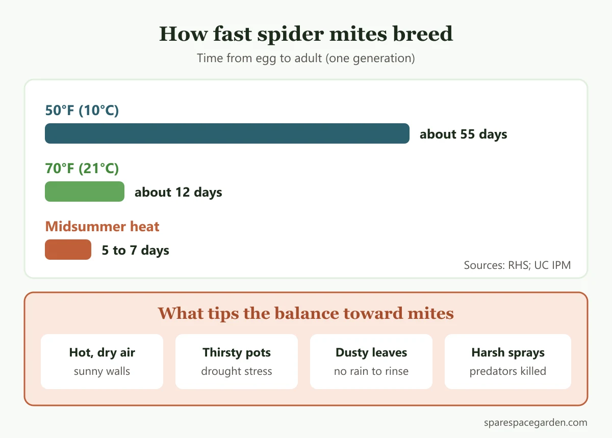 Bar chart of spider mite development time at 50°F, 70°F and midsummer heat, with conditions that favor cucumber spider mites