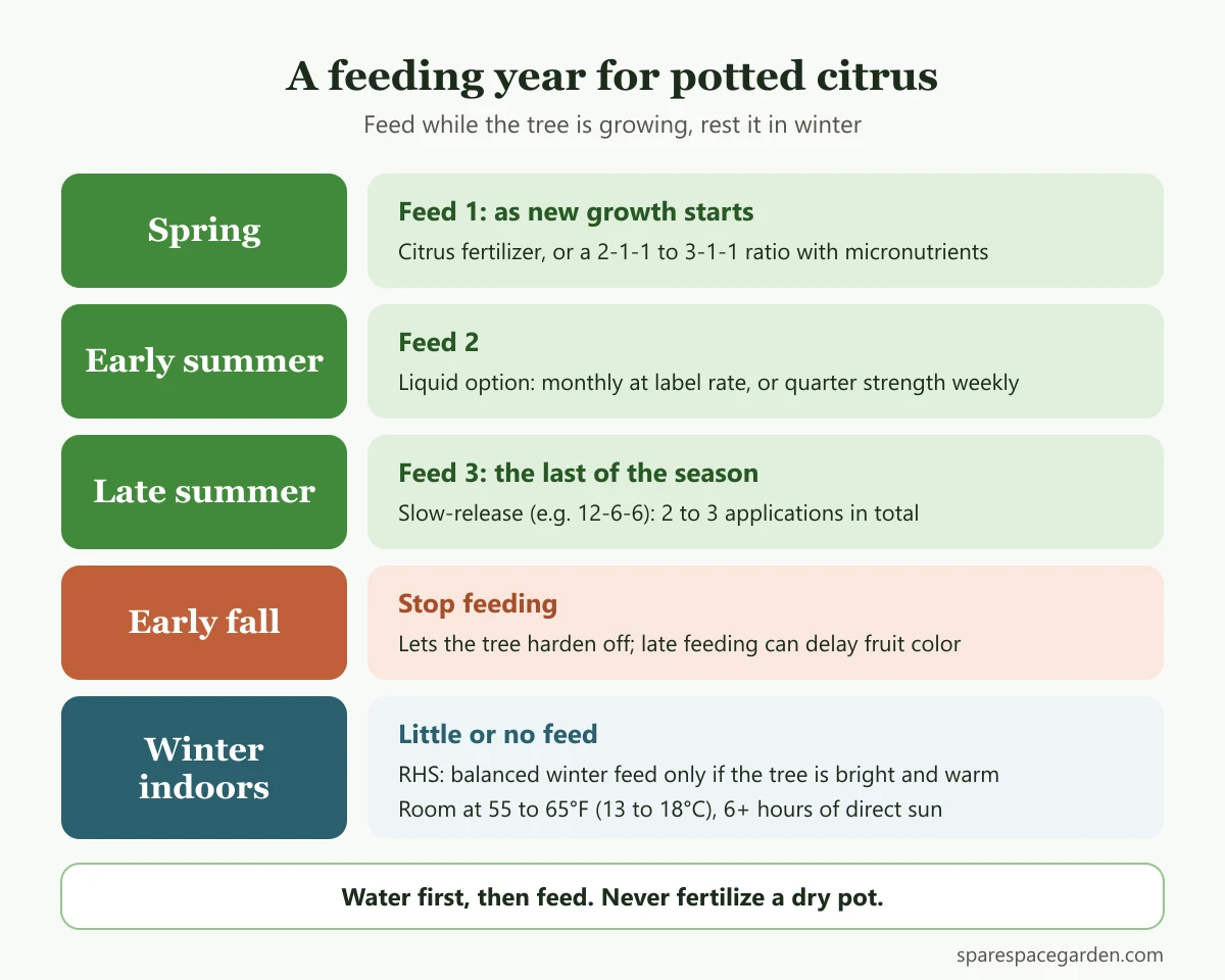 Feeding calendar for fertilizer for citrus trees in pots, from spring feeding through a fall stop and light winter care
