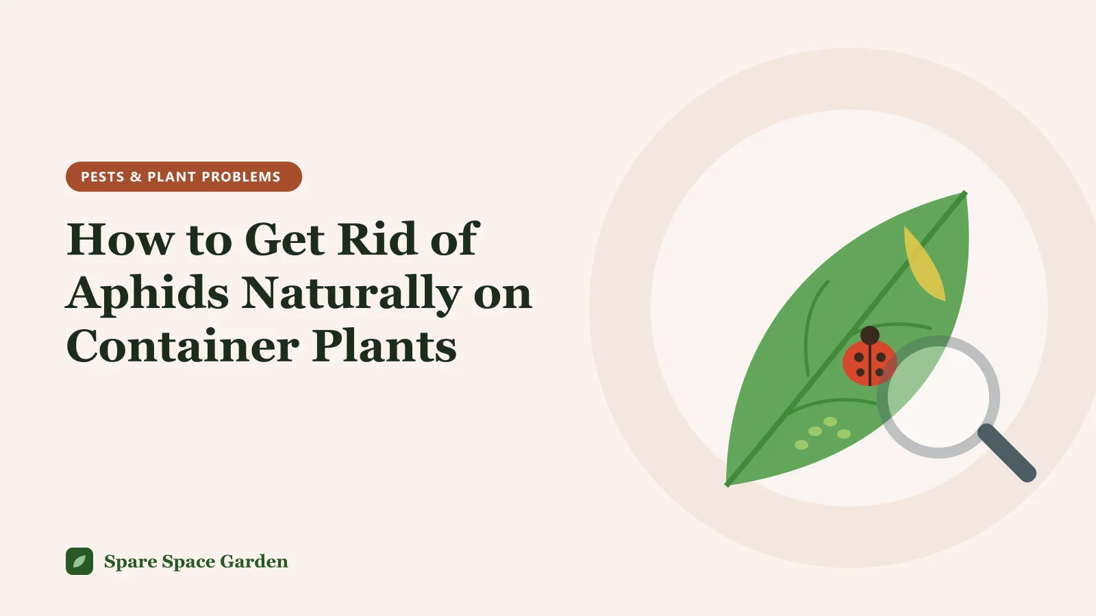 Illustration of a leaf with green aphids, a ladybug and a magnifying glass, showing how to get rid of aphids naturally on container plants