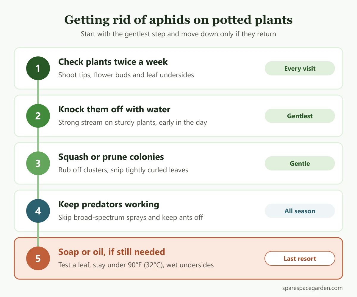 Five steps for how to get rid of aphids naturally on container plants, from checking leaves to soap and oil sprays