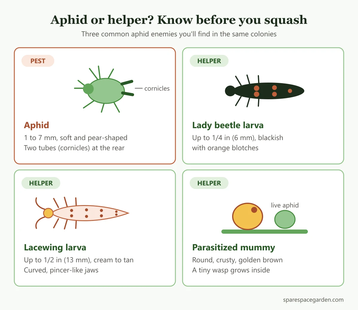 Identification guide to aphids and their natural enemies: aphid, lady beetle larva, lacewing larva and parasitized aphid mummy