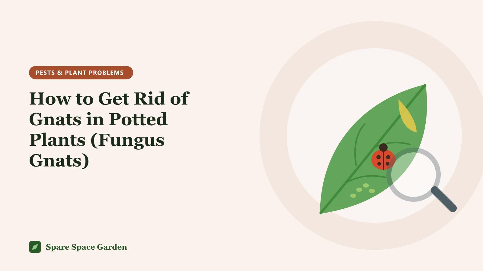 Illustration of a leaf under a magnifying glass for a guide on how to get rid of gnats in potted plants