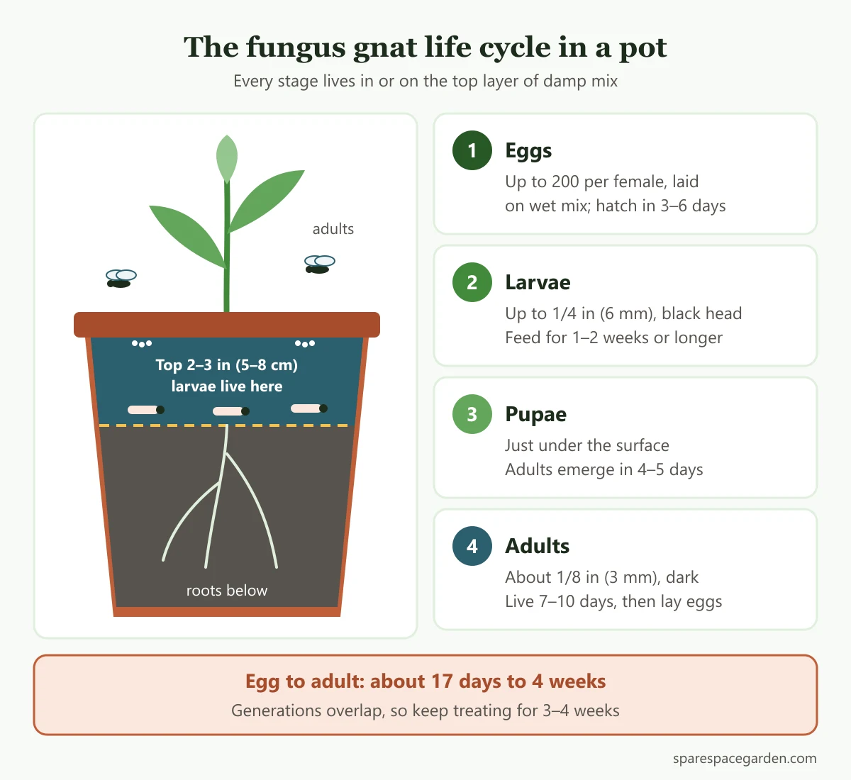 Fungus gnat life cycle in a potted plant: eggs on the moist surface, larvae in the top 2 to 3 inches of mix, pupae, then adults