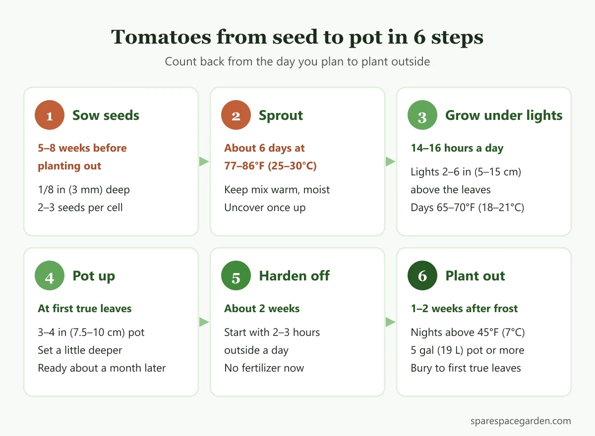 Six-step chart showing how to grow tomatoes in pots from seeds, from sowing 5 to 8 weeks before planting out to hardening off and transplanting