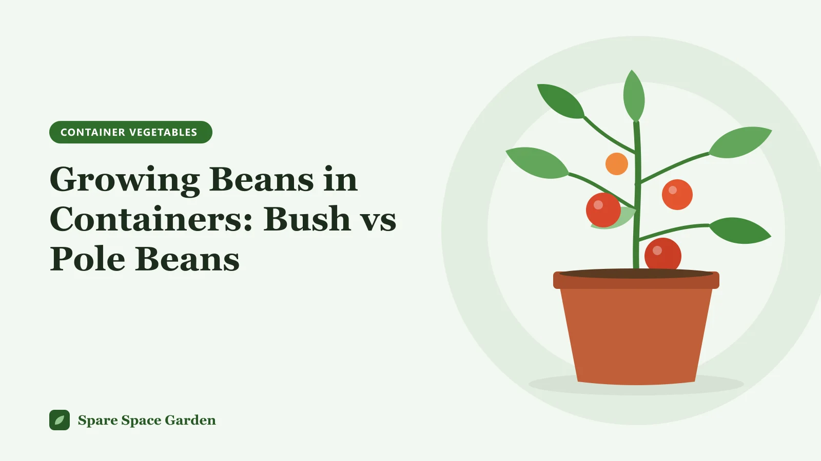 Illustration of growing beans in containers, with a bush bean pot and a pole bean pot on a tall cane wigwam