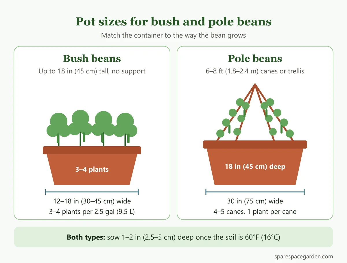 Diagram for growing beans in containers: a bush bean pot with 3 to 4 plants and a pole bean pot with a cane wigwam, showing widths, depths and sowing depth
