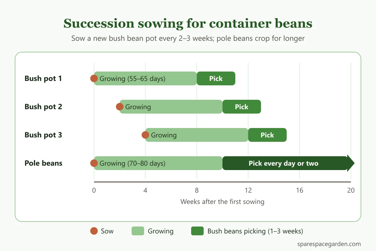 Timeline for growing beans in containers: three bush bean pots sown two weeks apart and one pole bean pot, showing when each one crops