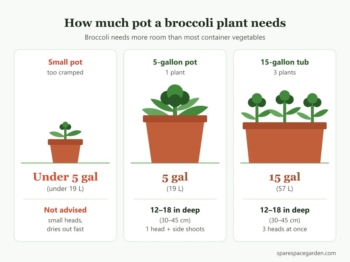 Pot size chart for growing broccoli in containers: one plant in 5 gallons or three plants in a 15 gallon tub