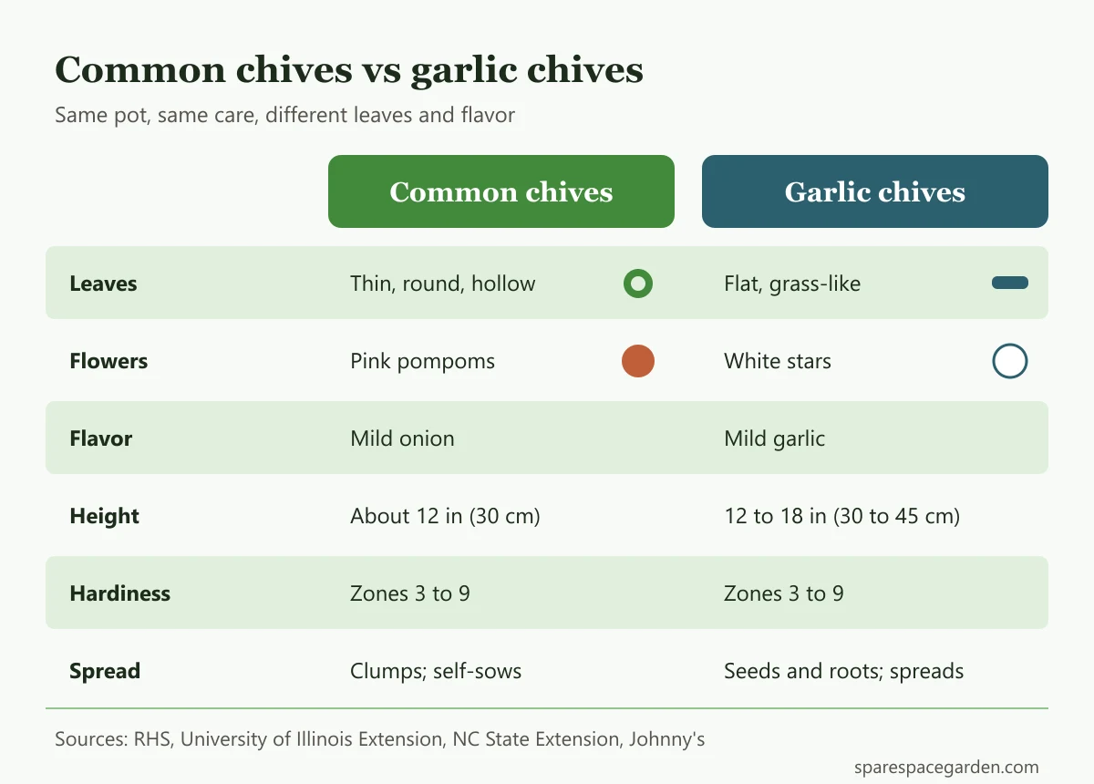 Comparison chart of common chives and garlic chives for growing in pots, showing leaf shape, flower color, flavor, height and hardiness zones