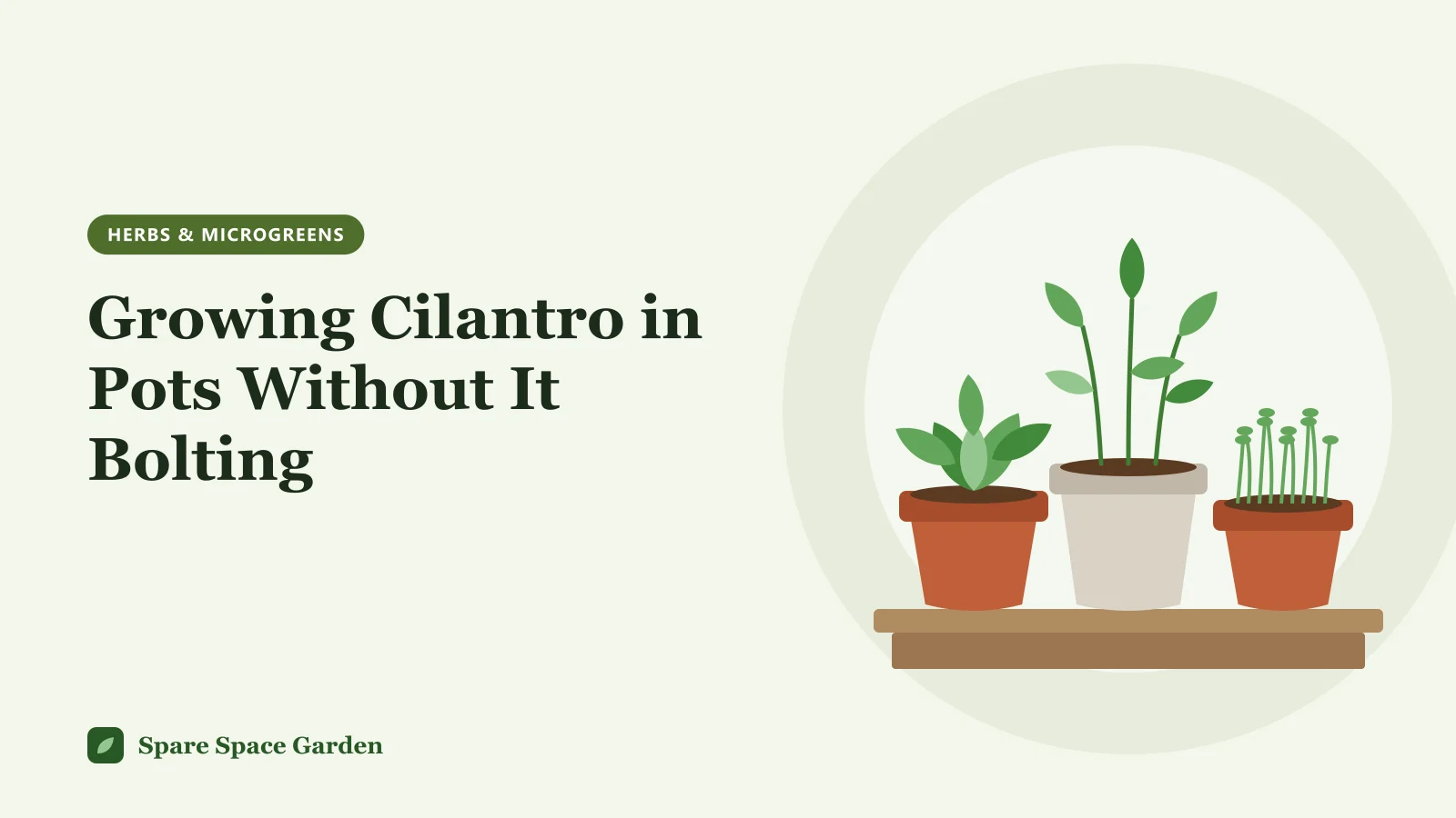 Illustration of cilantro growing in pots, with young leafy plants in a terracotta container