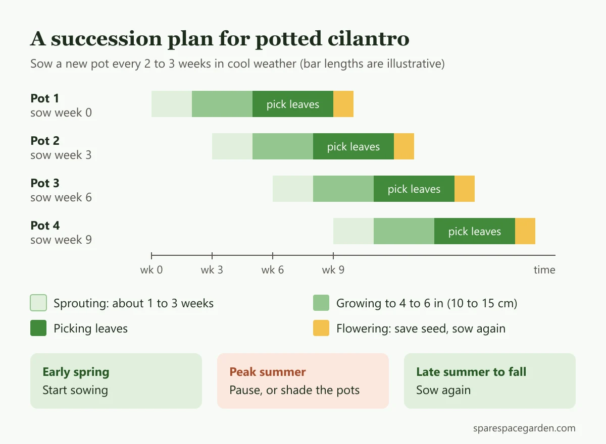Timeline showing four pots of cilantro sown three weeks apart, with sprouting, growing, picking and flowering stages