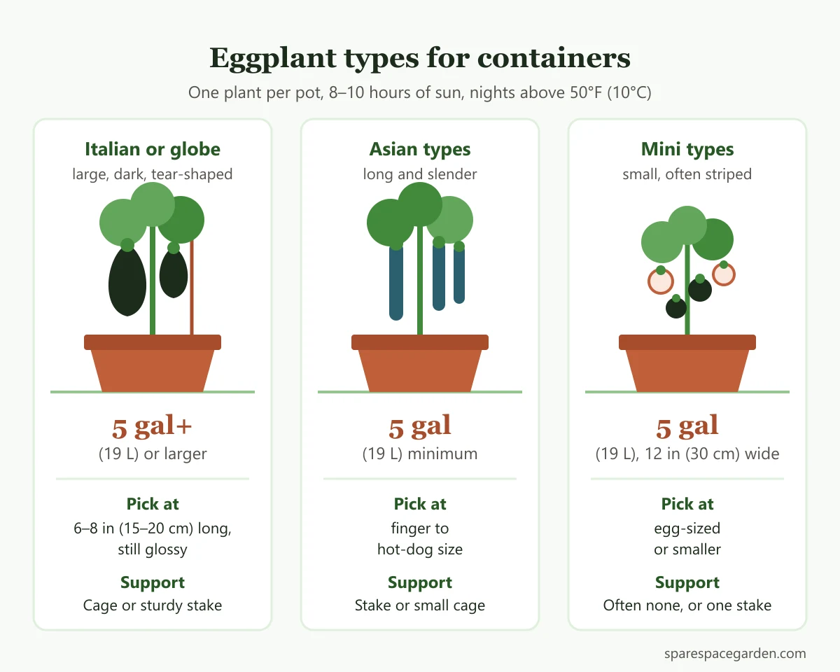 Comparison chart for growing eggplant in containers: Italian, Asian and mini types with pot sizes and harvest sizes