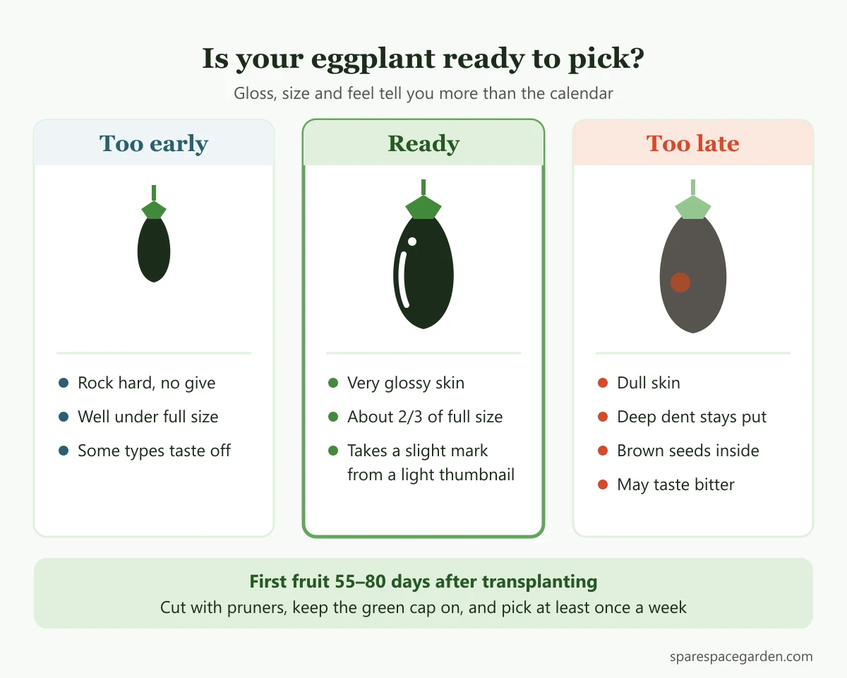 Harvest signs for eggplant in pots: underripe, ready and overripe fruit compared by gloss, firmness and seeds