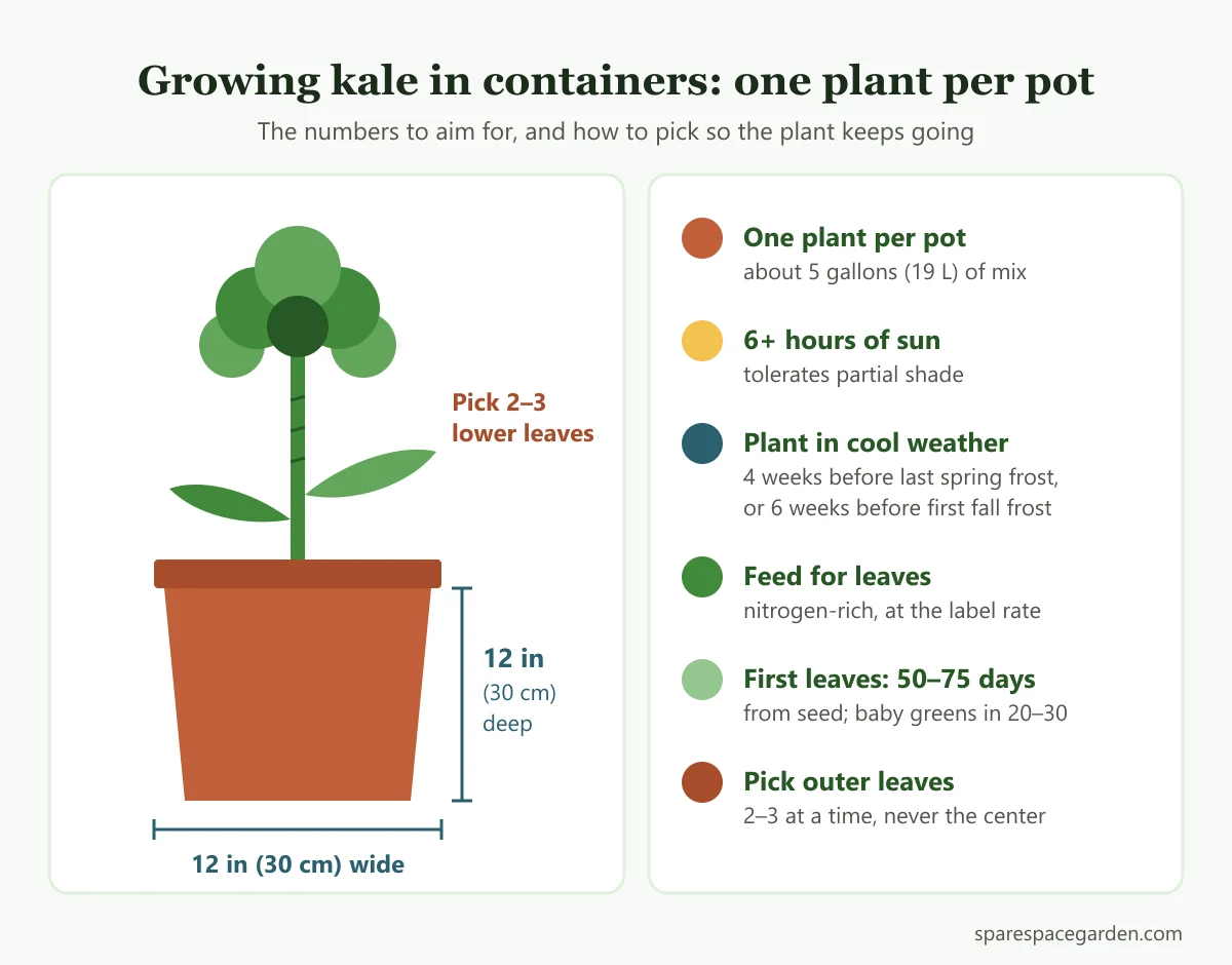 Diagram for growing kale in containers showing a 12 inch pot, one plant, sun hours and how to pick outer leaves