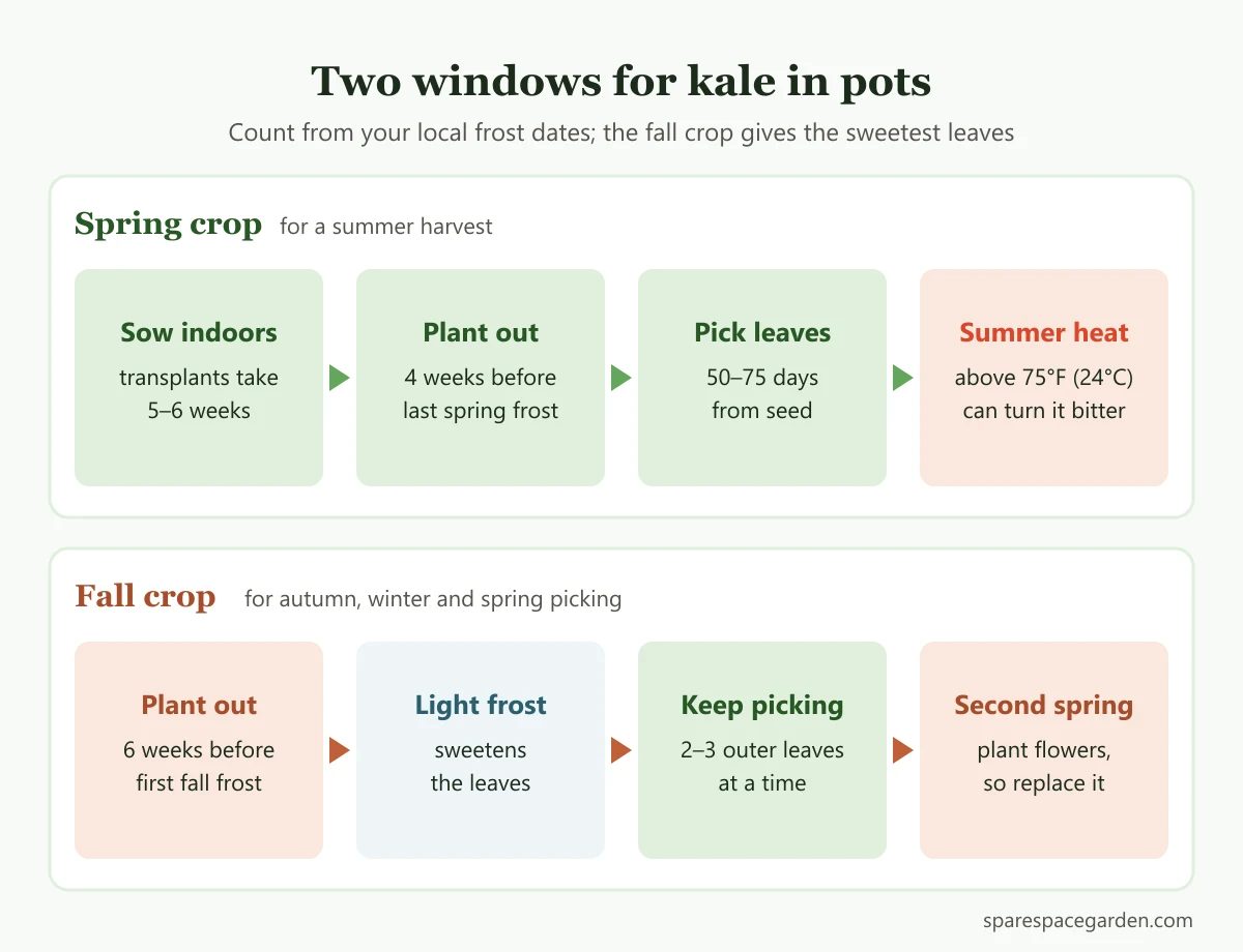 Kale planting calendar for containers showing spring and fall planting windows, first harvest and frost sweetening