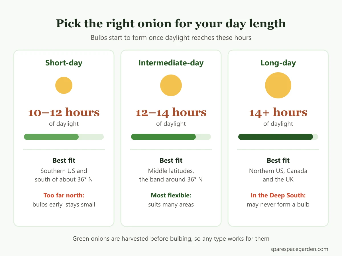 Chart for growing onions in containers by day-length type: short-day, intermediate-day and long-day onions with daylight hours and regions
