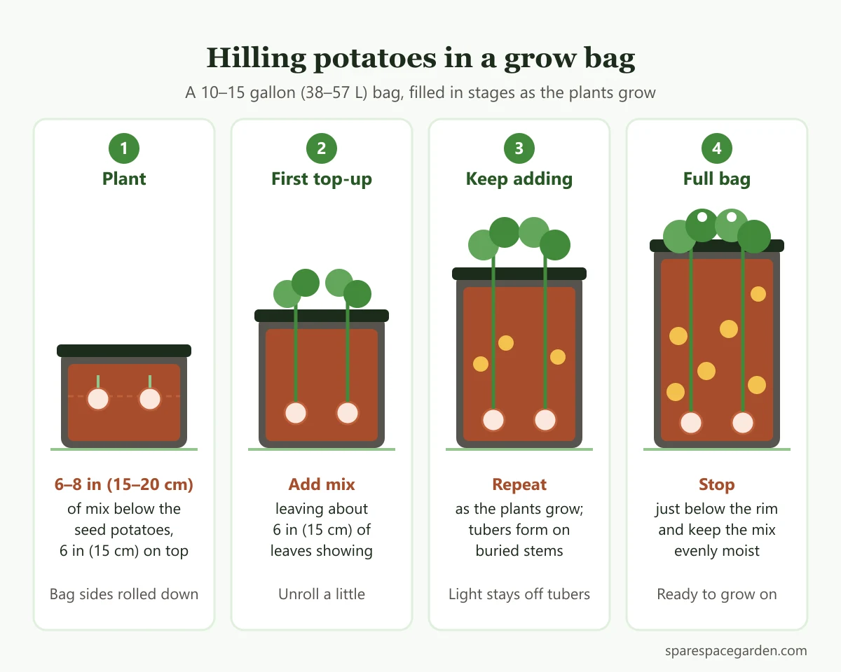 How hilling works when growing potatoes in grow bags: four stages from planting to a full bag