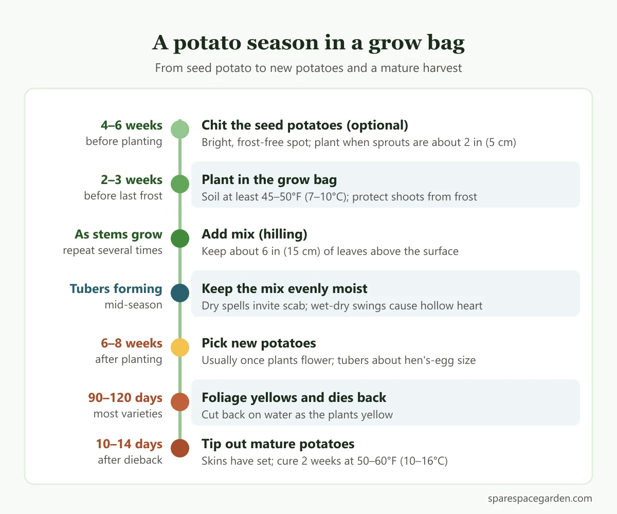 Timeline for growing potatoes in grow bags, from planting and hilling to new potatoes and mature potatoes
