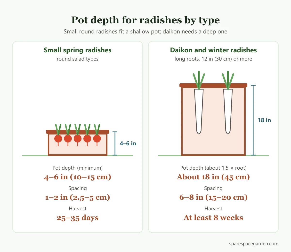Chart comparing pot depth and spacing for growing radishes in containers, small round radishes versus long daikon radishes