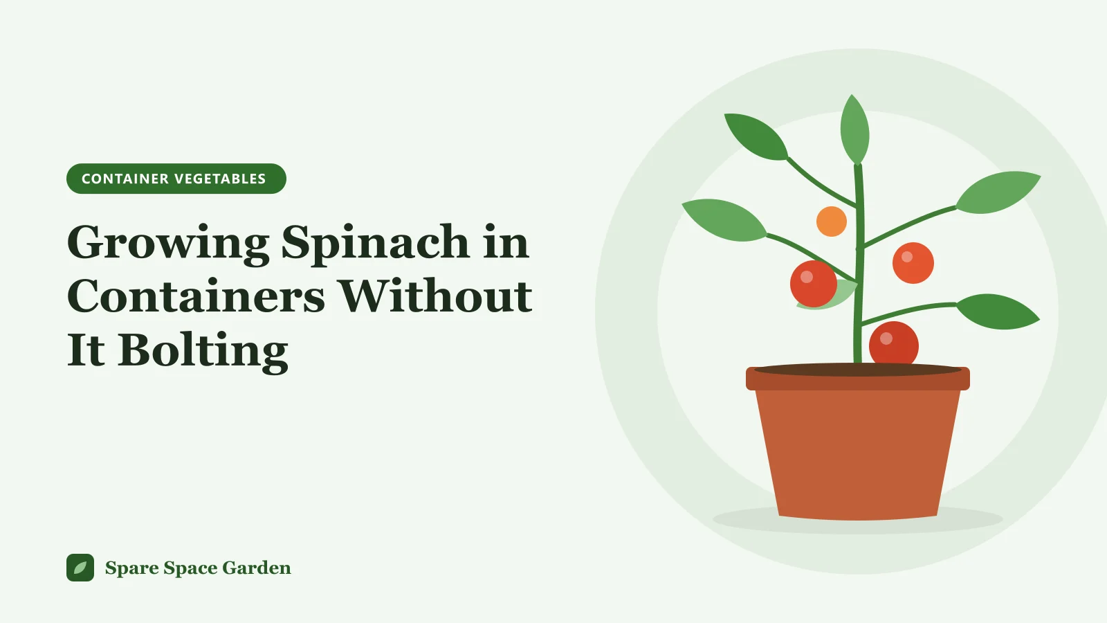 Illustration of growing spinach in containers, with leafy spinach plants in a shallow terracotta pot