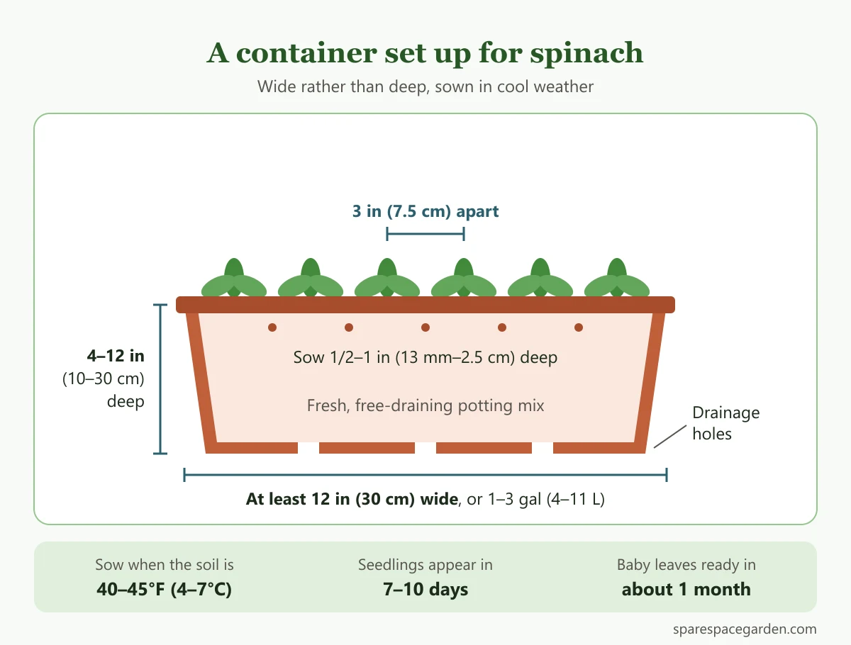 Pot setup for growing spinach in containers, showing pot width and depth, sowing depth, thinning distance and drainage holes