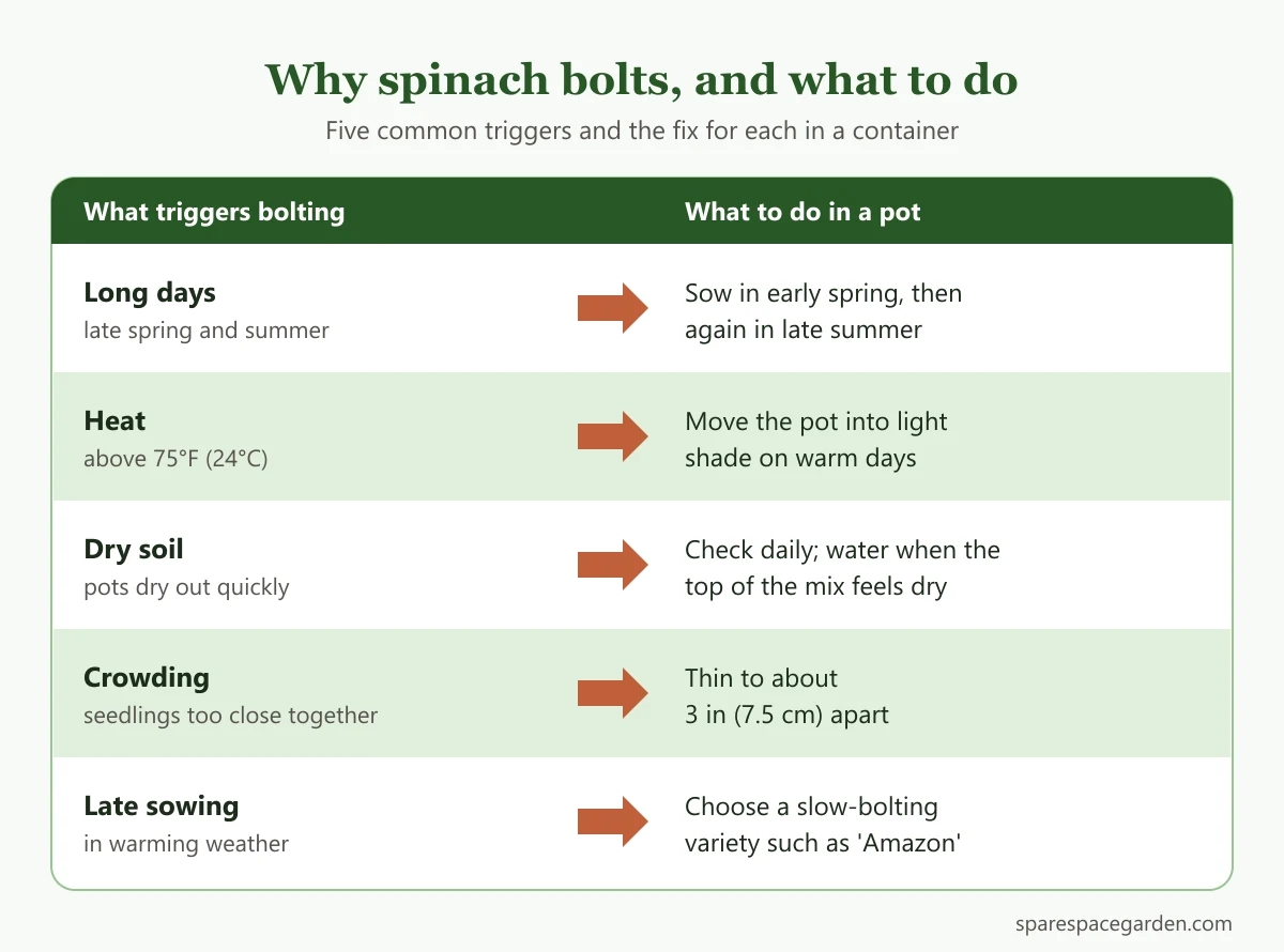Chart of what makes spinach bolt when growing spinach in containers, with long days, heat, dry soil, crowding and cold snaps, and the fix for each