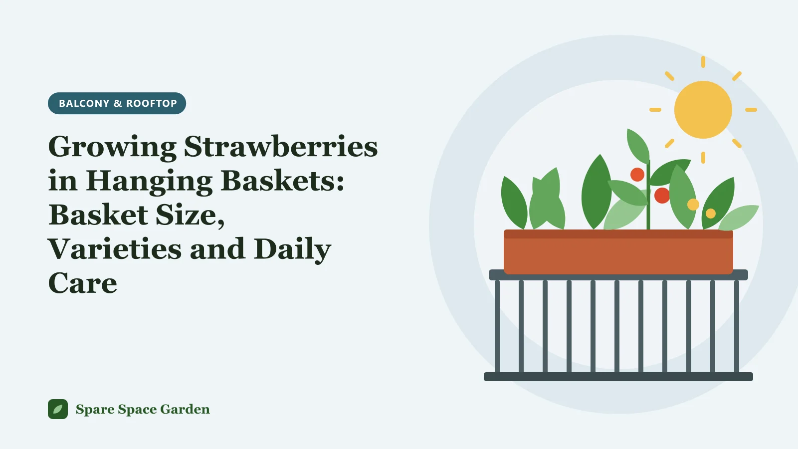 Illustration of growing strawberries in hanging baskets, with ripe berries spilling over the edge of a lined basket on a sunny balcony
