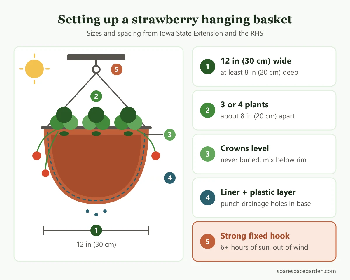 Diagram of a strawberry hanging basket: 12 in (30 cm) wide, 3 to 4 plants 8 in (20 cm) apart, crowns level, liner with a plastic layer and drainage holes