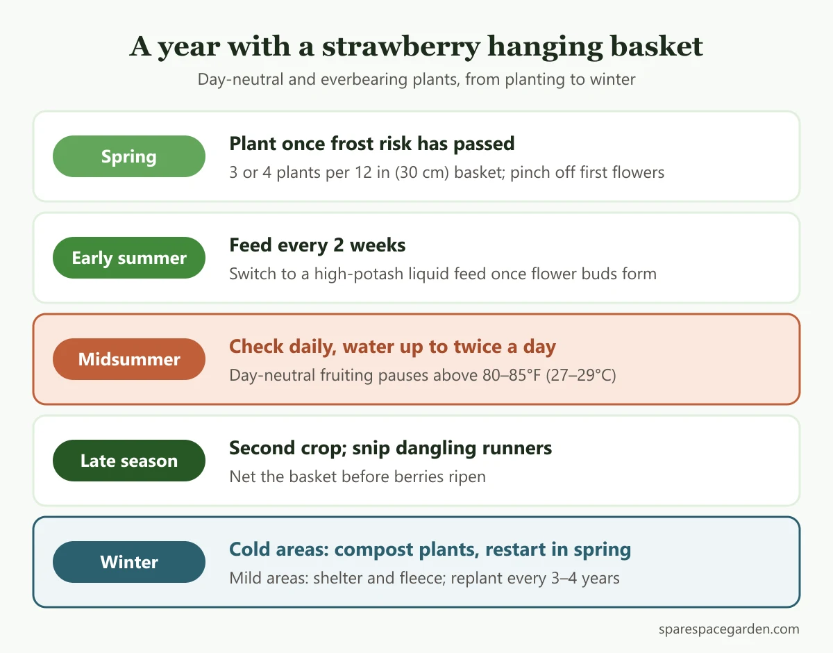 Season timeline for growing strawberries in hanging baskets: spring planting, summer watering and feeding, a midsummer heat pause, fall crop and winter options