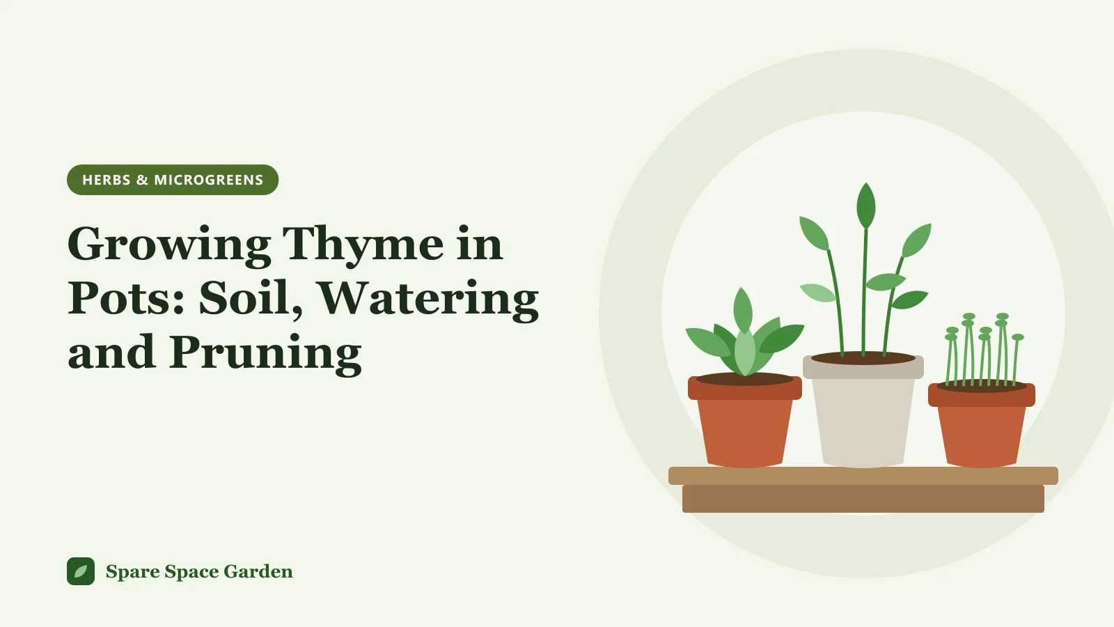 Illustration of growing thyme in pots, with a mounded thyme plant in a terracotta pot on a sunny ledge