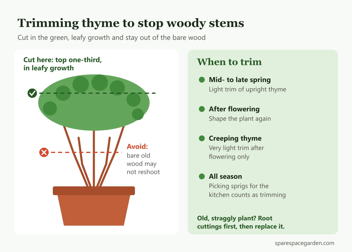 Diagram showing how to trim thyme in a pot, cutting in green growth and avoiding bare woody stems