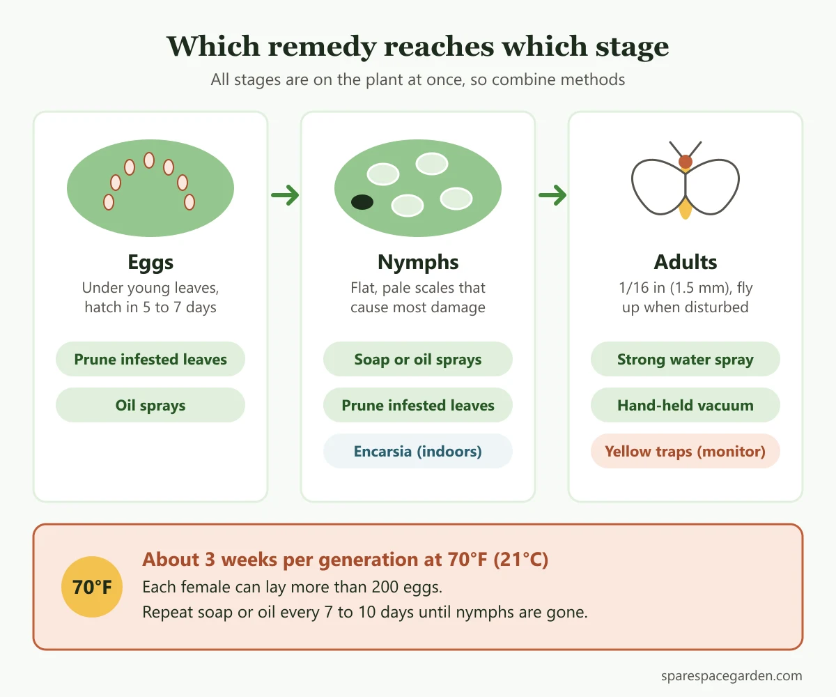 Whitefly life cycle showing which home remedy for whiteflies on plants works on adults, nymphs and eggs