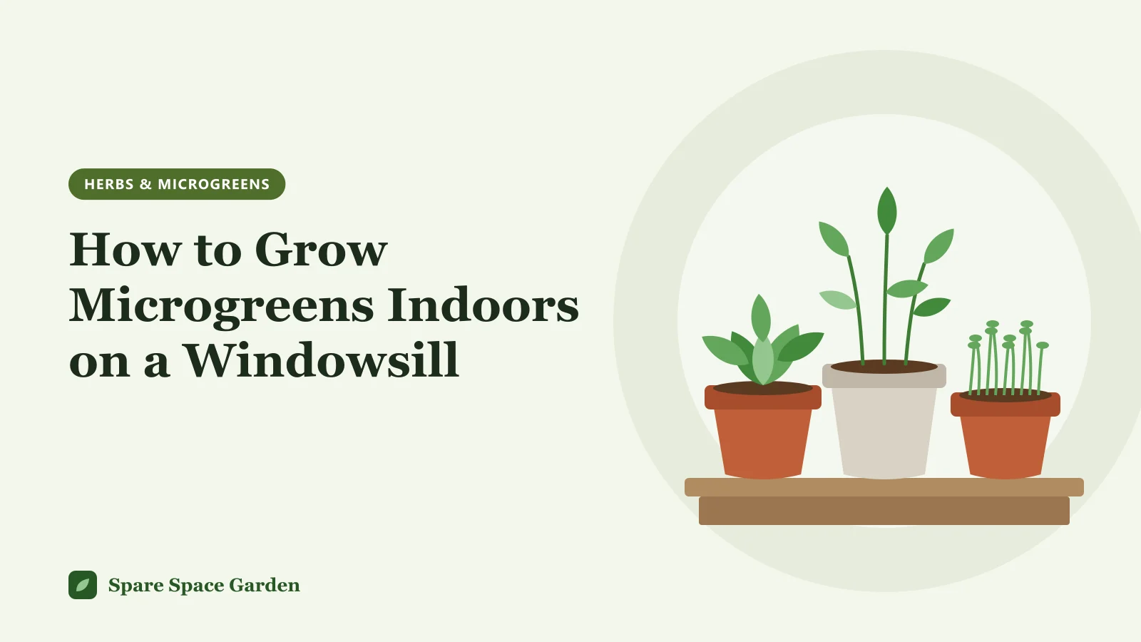 Illustration of how to grow microgreens indoors, with trays of radish, pea and sunflower microgreens on a sunny windowsill