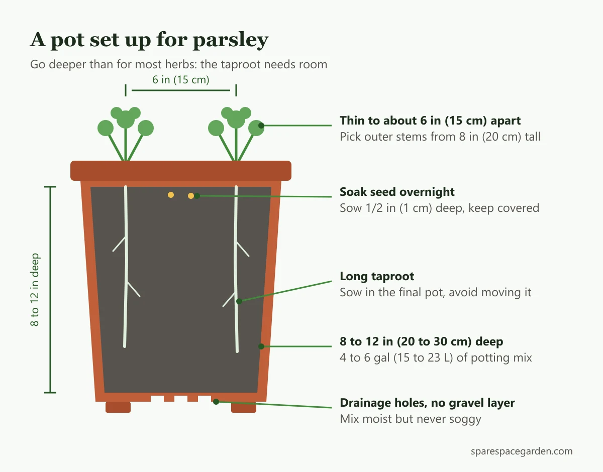 Diagram of a pot set up to grow parsley, showing pot depth for the taproot, sowing depth, plant spacing and drainage