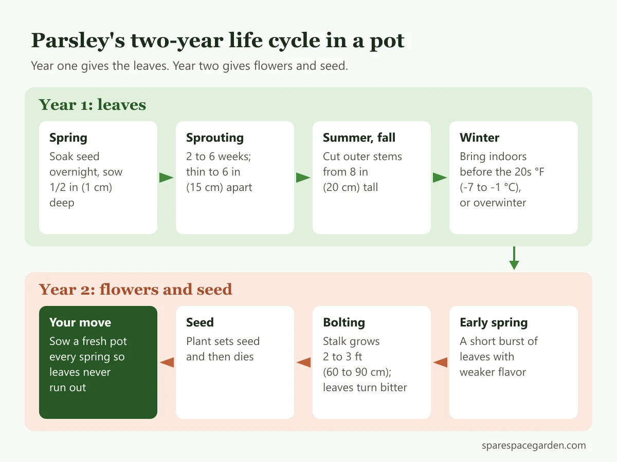 Timeline of the parsley life cycle in a pot, from sowing and leaf harvest in year one to overwintering, bolting and seed in year two