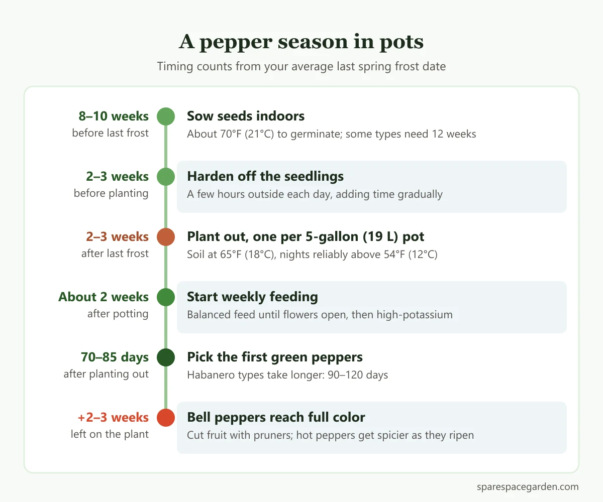 Pepper growing timeline for pots from sowing indoors to harvesting ripe colored peppers