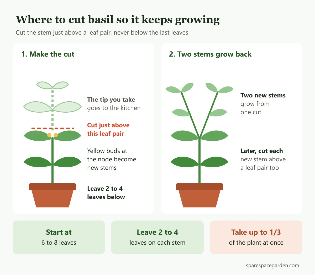 Diagram showing where to harvest basil so it keeps growing: cut just above a leaf pair, and the two side buds grow into two new stems
