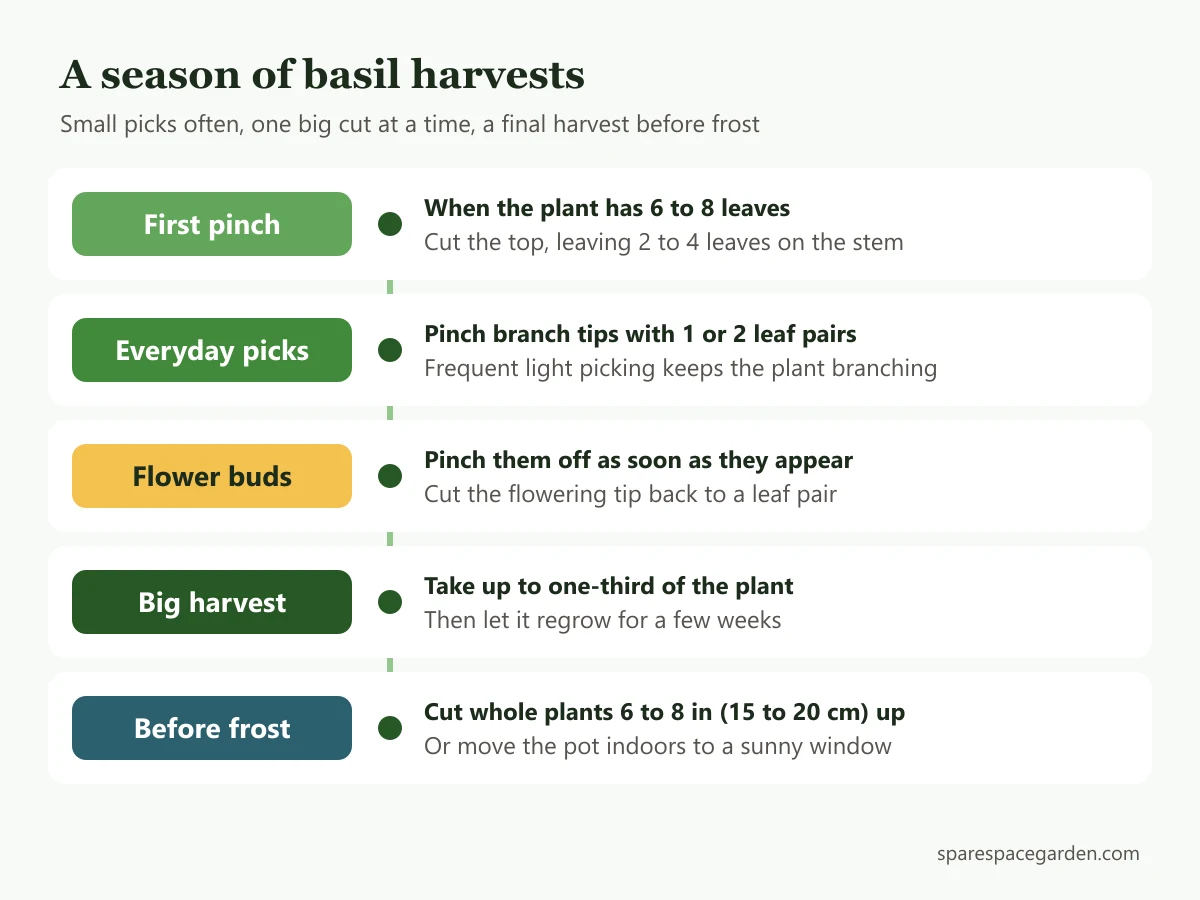 Season plan for harvesting basil, from the first pinch at 6 to 8 leaves to the final harvest before frost