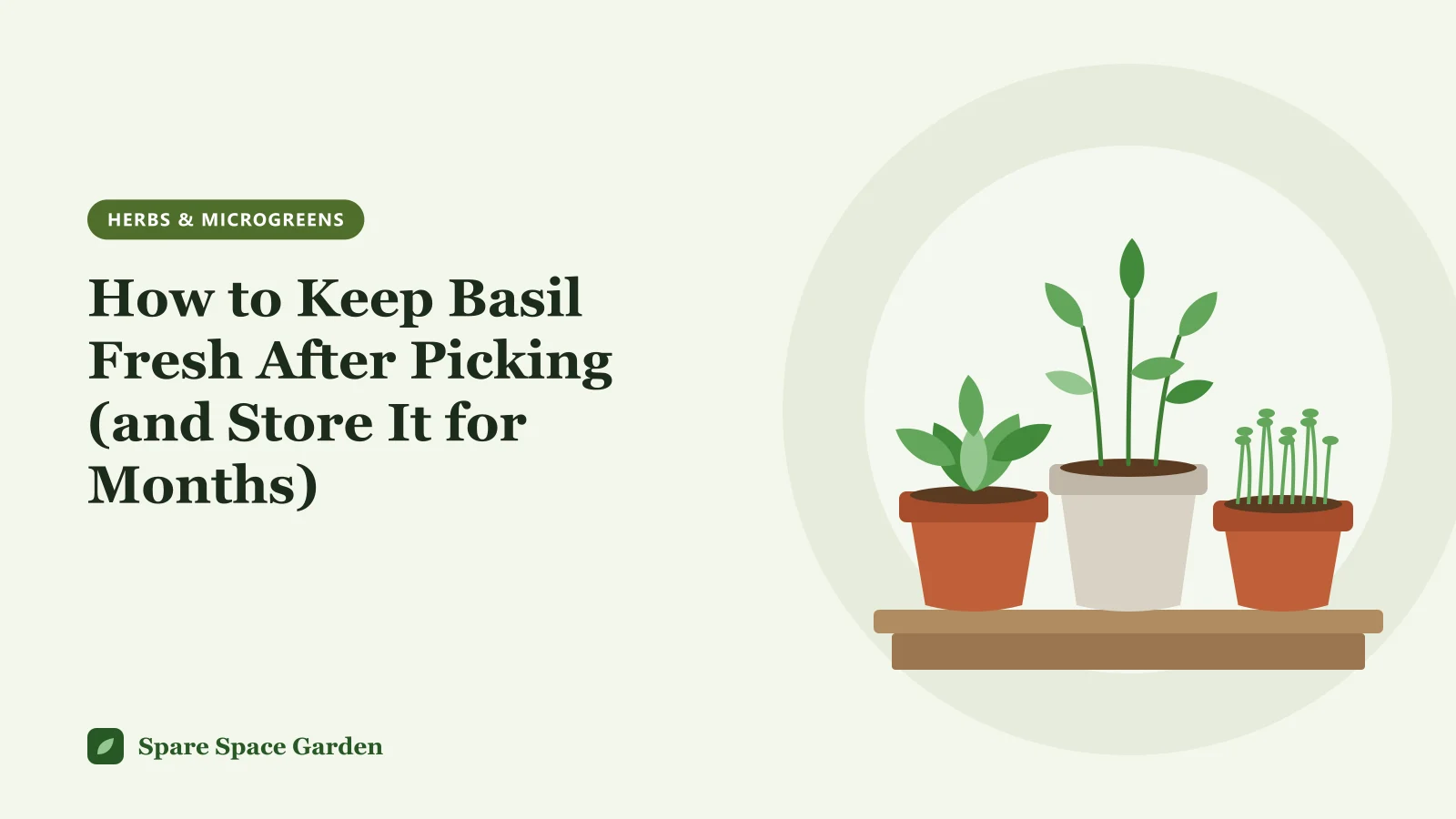 Illustration of potted herbs on a shelf for a guide on how to keep basil fresh after picking