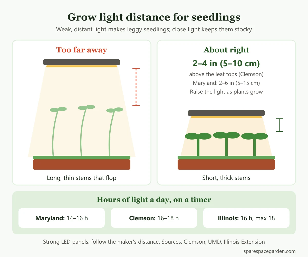 Diagram of grow light distance for leggy seedlings, comparing seedlings stretching under a high lamp with stocky seedlings 2 to 4 inches below the light