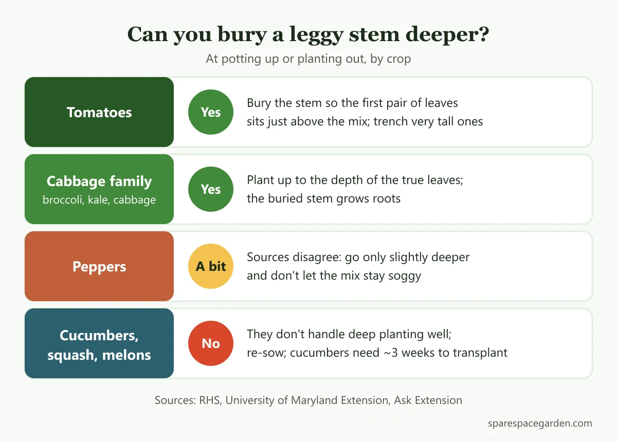 Chart showing which leggy seedlings can be buried deeper: tomatoes and cabbage family yes, peppers only slightly, cucumbers squash and melons should be re-sown