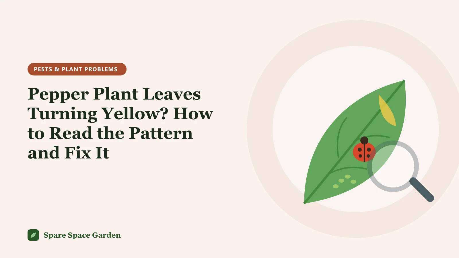 Illustration of pepper plant leaves turning yellow, with a potted pepper showing yellow lower leaves beside healthy green new growth