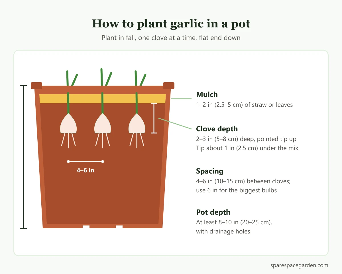 Diagram of planting garlic in pots showing clove depth, spacing between cloves, mulch layer and minimum pot depth