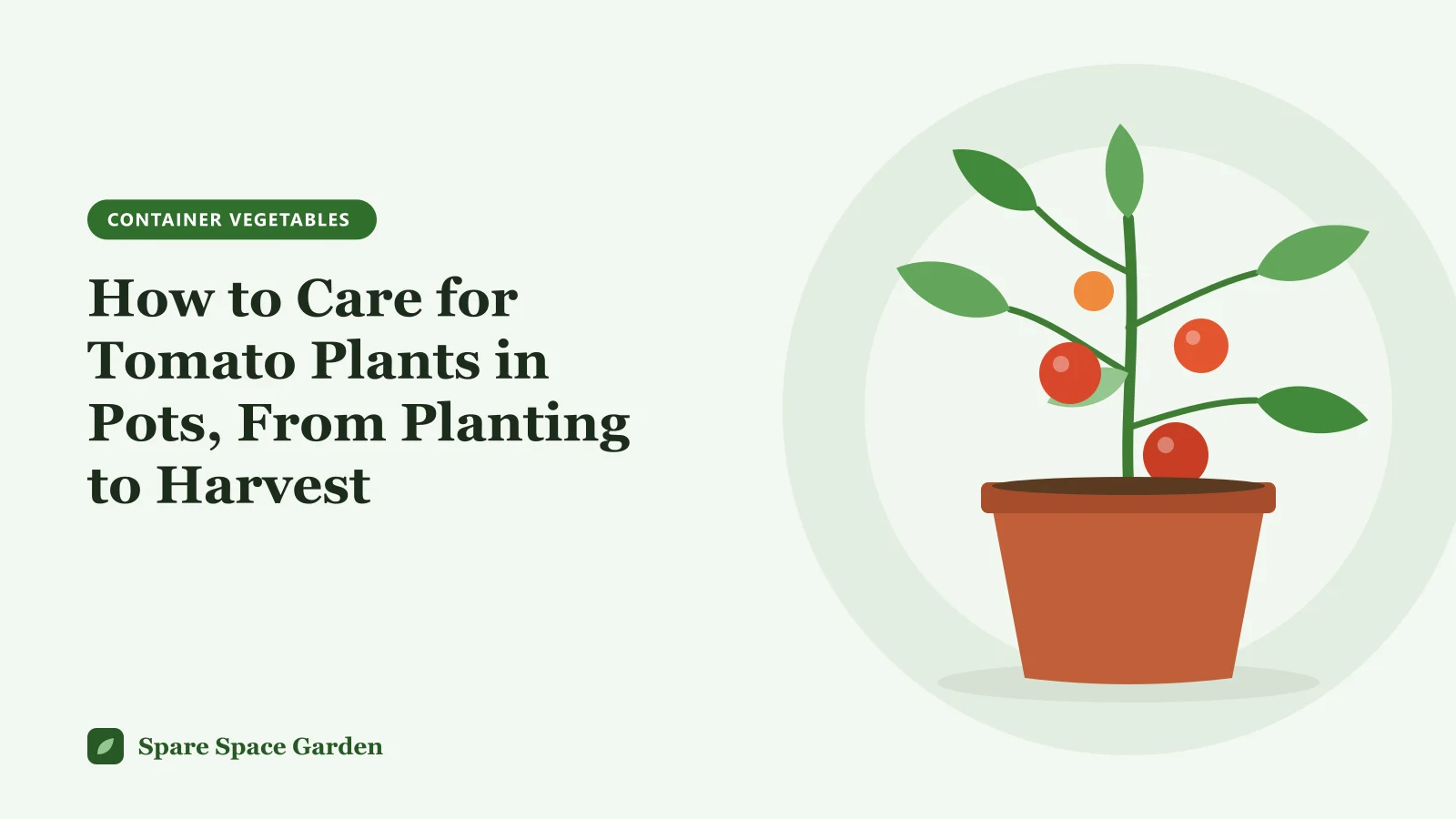 Illustration of how to care for tomato plants in pots, with a staked tomato in a container being watered on a sunny balcony