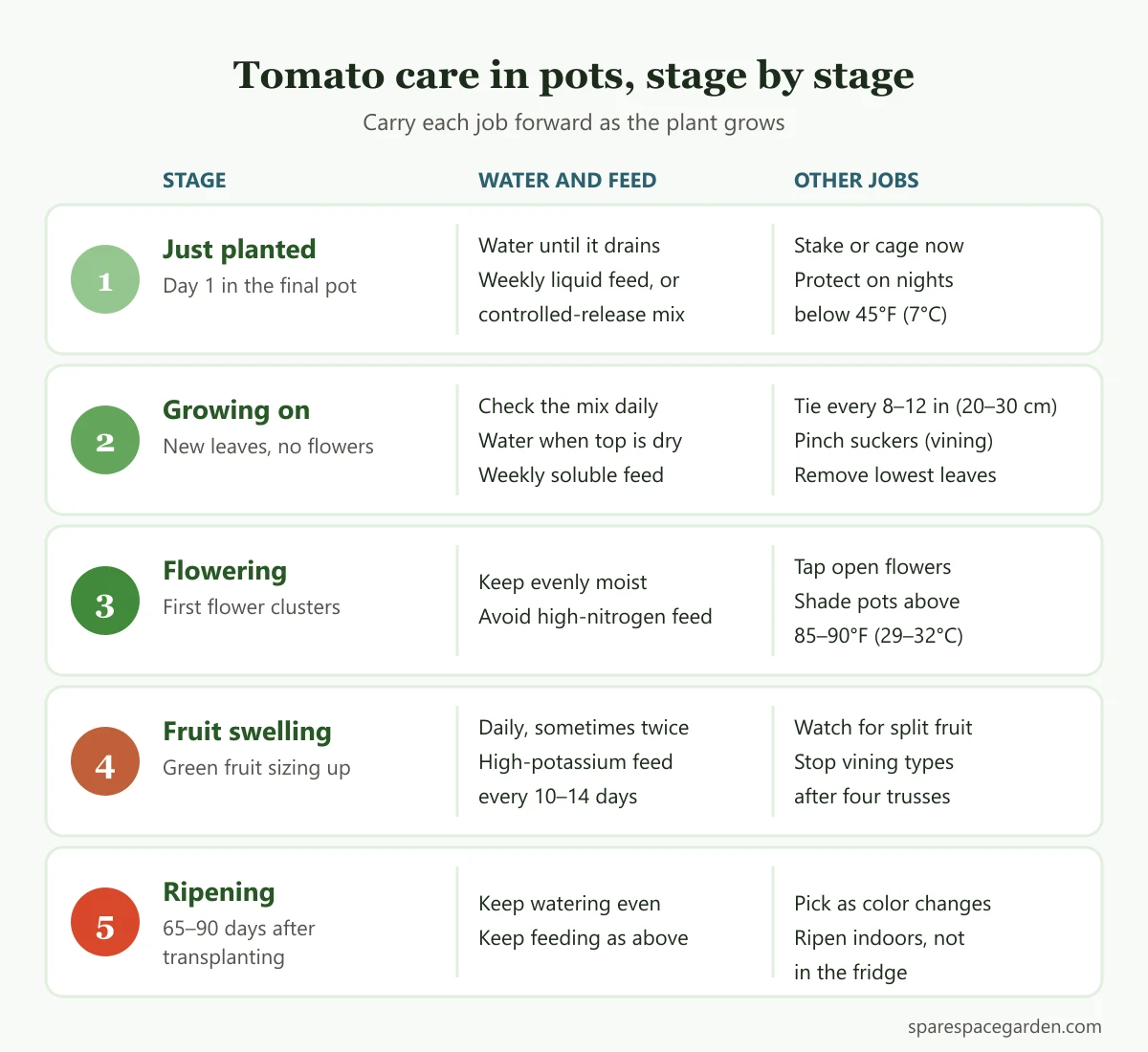 Stage-by-stage routine showing how to care for tomato plants in pots from planting to harvest